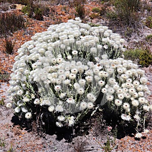 White flowers at the Cape Peninsula in South Africa