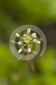 White flowers Capsella bursa-pastoris