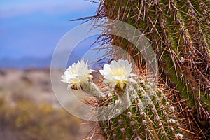 White flowers of the cardoon cactus or Trichocereus pasacana in the Enchanted Valley. Location: Cardon National Park, Argentina.