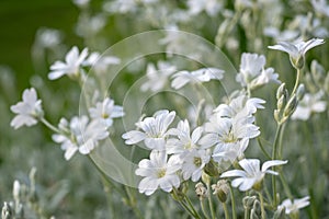 White flowers of Cerastium tomentosum is an ornamental plant of the Caryophyllaceae family photo