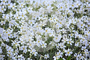 White flowers of Cerastium tomentosum