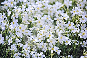 White flowers of Cerastium tomentosum photo