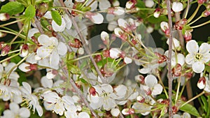 White flowers cherry blossom. Branch with white flowers flowering. Time lapse.