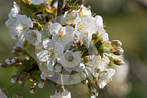 White flowers of a cherry blossom in earily spring
