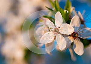 White flowers of cherry blossoms on a branch against the backdrop of a blooming garden