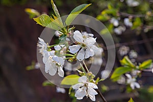 White flowers of the cherry blossoms in garden at spring day