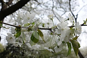 White flowers of cherry with peduncles photo