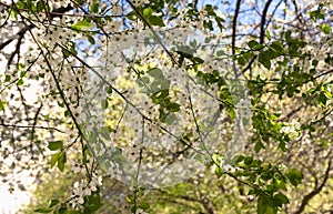 White flowers of cherry plum Prunus Cerasifera