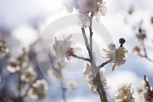 White Flowers of Cherry Plum tree, selective focus, japan flower