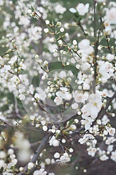 White flowers of cherry plum tree in spring time