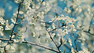 White Flowers Of Cherry Of Prunus Avium. Spring Background. Flowering Plant In Family Rosaceae.