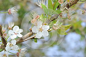 White flowers of cherry - springtime