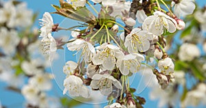 White flowers of cherry tree blooming towards blue sky in sunny spring Time lapse