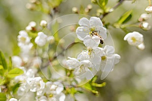 White flowers of cherry tree in spring