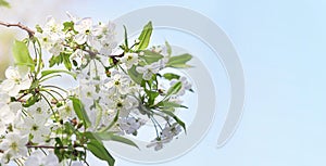 White flowers of cherry tree in springtime with copy-space