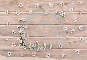 White flowers cherry tree on wooden planks background with space for text. Top view, flat lay. Spring blossom flowers