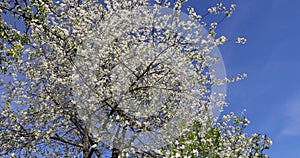 white flowers on cherry trees in the orchard