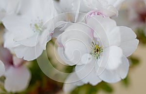 White. Flowers. Cherry Trees. Spring. Blossom. Nature