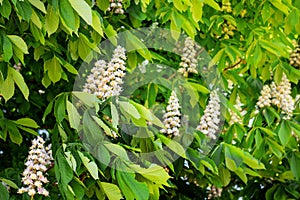 White flowers of chestnut among the green leaf. Chestnut bloom_