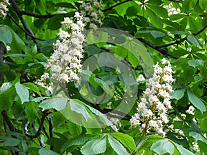 White flowers on chestnut-tree