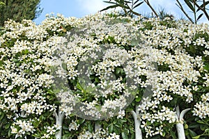 White flowers of Choisya ternata in a garden
