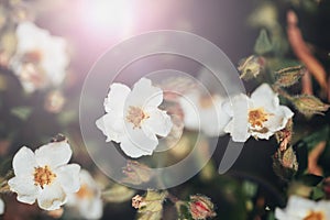 White flowers of Cistus ladanifer, flowering plant in the family Cistaceae in sunlight. Gum rockrose, labdanum, common photo