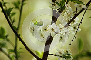 White flowers close-up of a blossoming tree in spring