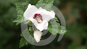 White flowers close up of Rose of Sharon or Althea . Hibiscus syriacus. after a rain, drops of dew on petals and leaves
