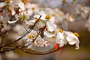 White flowers closeup