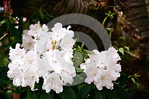 White Flowers Closeup - Portra 400 Film