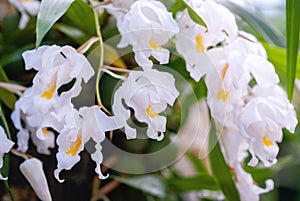 White flowers of Coelogyne cristata Angel Orchid, closeup Cymbidium speciosissimum