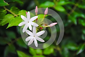 White flowers commom jasmine or jasminum officinale inverleit branch blooming in garden background photo