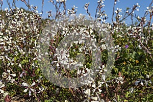 White flowers of the common chamois plant, Asphodelus aestivus