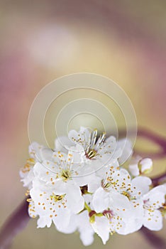 White flowers with copy space photo