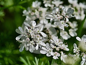 The white flowers of Coriander.