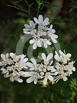 White flowers of coriander plants