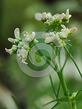 White flowers of coriander plants