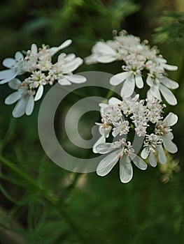 White flowers of coriander plants