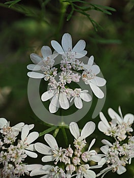 White flowers of coriander plants