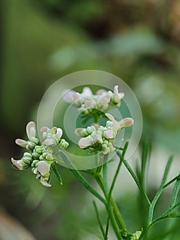 White flowers of coriander plants