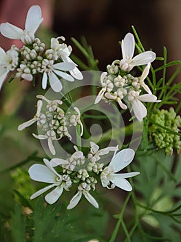 White flowers of coriander plants