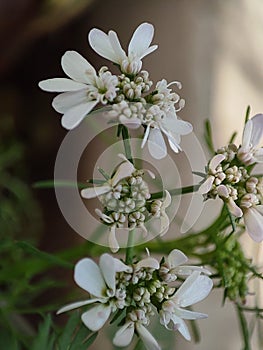 White flowers of coriander plants
