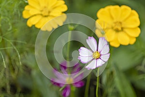 The white flowers of the cosmea photo