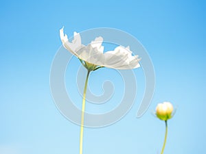 White Flowers Cosmos in the meadow, blue sky background.