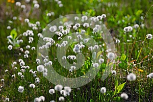 White flowers of cotton grass