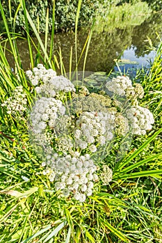 White flowers of Cowbane, Water Hemlock, Cicuta virosa, with insects