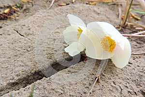 Bianco fiori sul incrinato paesi sabbia 