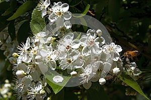 White flowers of a crataegus X lavallei or lavalle hawthorn in sunshine