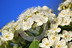 White flowers Crataegus monogyna photo
