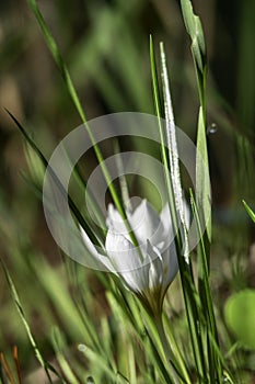 White flowers of Crocus aleppicus Barker close-up